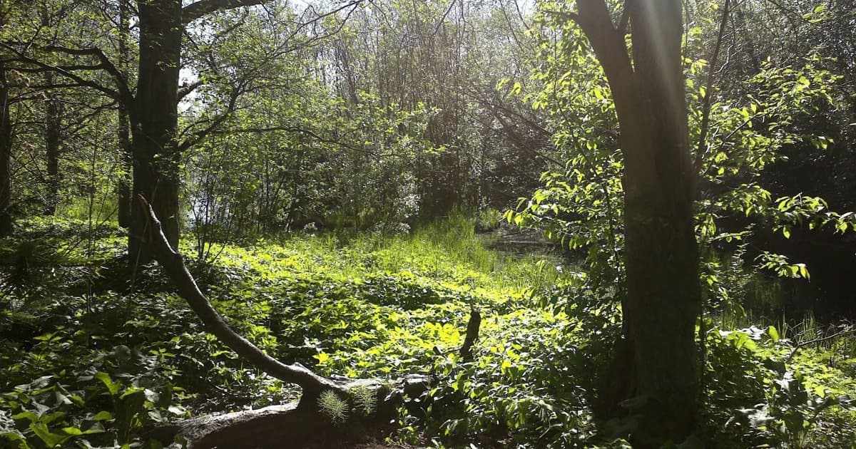 Mindfulness ja ohjaus -koulutus ohjaustyön ammattilaisille, syksy 2015