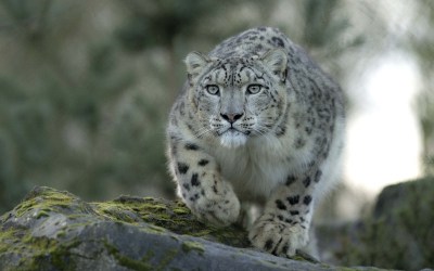 snow-leopard-hd-1920x1200